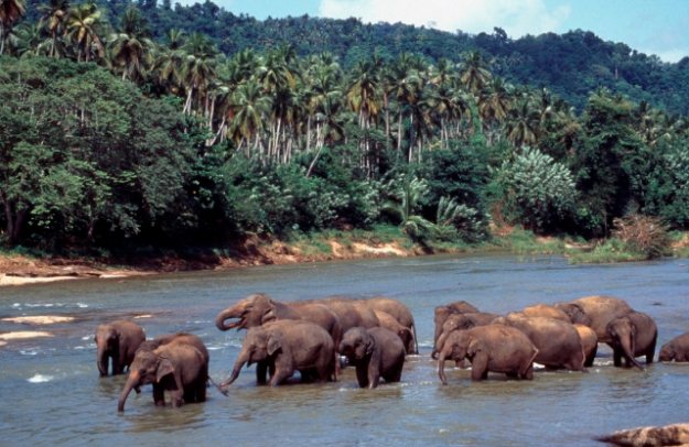 elephants-in-river